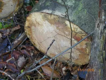 [Hearth.com] Which way to the Beech!