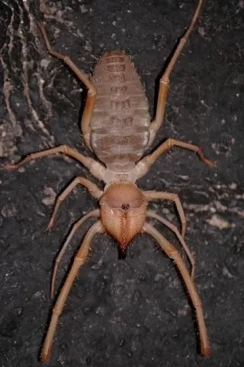 [Hearth.com] Is this a termite?