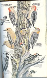 Woodpecker10001.jpg