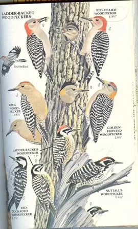 [Hearth.com] How do I phrase this...I've got a pecker problem.
