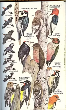 [Hearth.com] How do I phrase this...I've got a pecker problem.