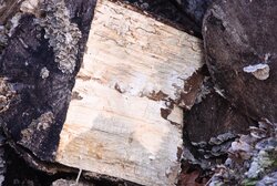 wood rotted-2.jpg