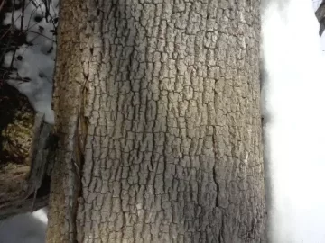 [Hearth.com] Tree Ids, 2 of them please