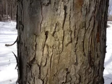 [Hearth.com] Tree Ids, 2 of them please