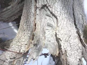 [Hearth.com] Tree Ids, 2 of them please