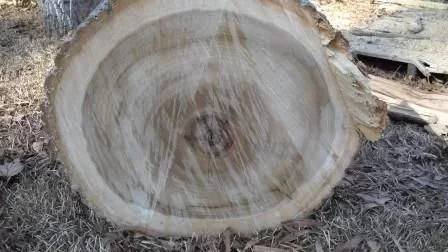 [Hearth.com] Another wood ID