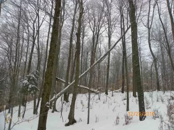 [Hearth.com] Spring Beech