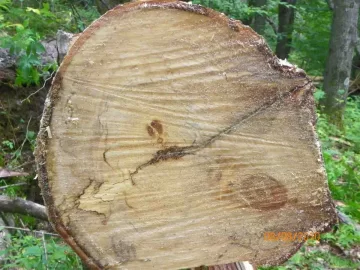 [Hearth.com] Another wood ID