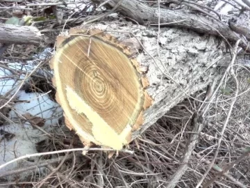 [Hearth.com] Right under my nose, a score in the backyard