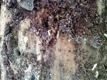 [Hearth.com] Termites in firewood