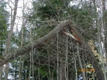 [Hearth.com] 7 Trees for A Spring Start