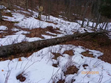 [Hearth.com] 7 Trees for A Spring Start