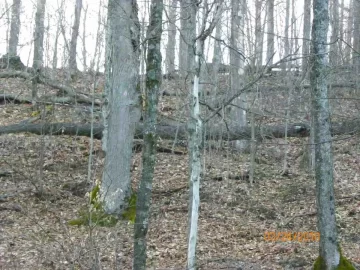 [Hearth.com] 7 Trees for A Spring Start