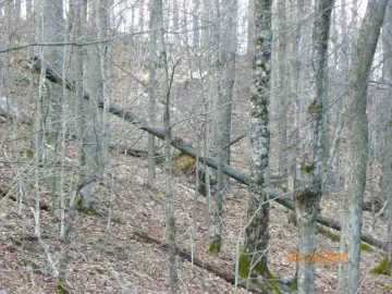 [Hearth.com] 7 Trees for A Spring Start