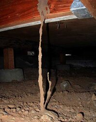 Termites in firewood