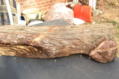 [Hearth.com] Wood ID