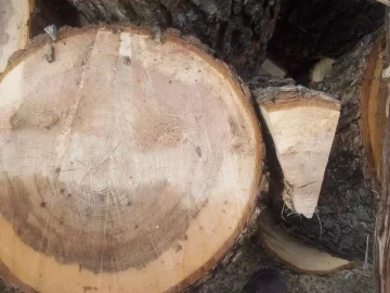 [Hearth.com] Wood ID