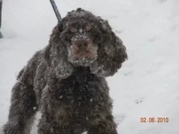 [Hearth.com] Post your dog pics!