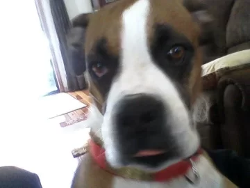 [Hearth.com] Post your dog pics!