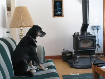 [Hearth.com] Post your dog pics!