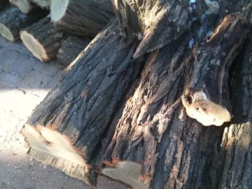 [Hearth.com] Another wood ID