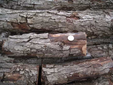 [Hearth.com] Wood ID (bark & wood only)