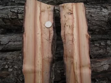 [Hearth.com] Wood ID (bark & wood only)