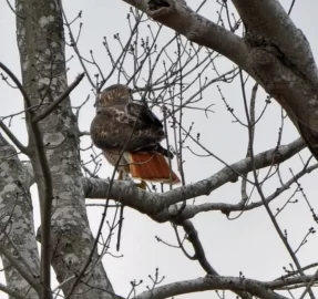 [Hearth.com] Spring is coming on in RI...