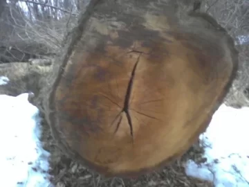 [Hearth.com] Name that newly found log and that one too