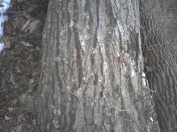 [Hearth.com] Name that newly found log and that one too