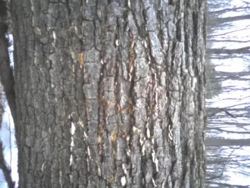 [Hearth.com] Name that newly found log and that one too