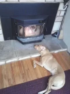 [Hearth.com] Post your dog pics!