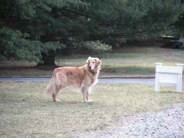 [Hearth.com] Post your dog pics!