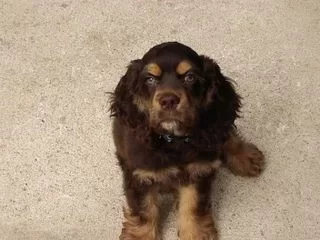[Hearth.com] Post your dog pics!