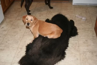 [Hearth.com] Post your dog pics!