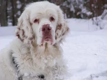 [Hearth.com] Post your dog pics!