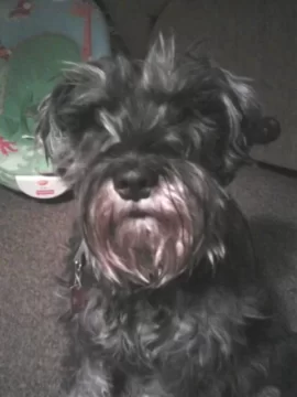 [Hearth.com] Post your dog pics!