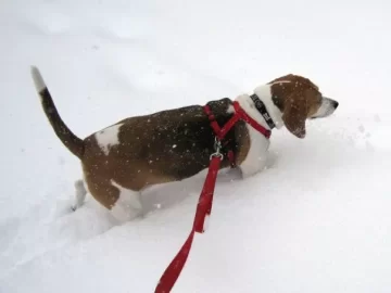 [Hearth.com] Post your dog pics!