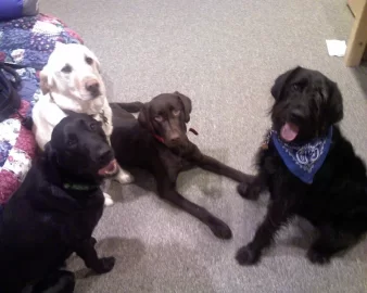 [Hearth.com] Post your dog pics!