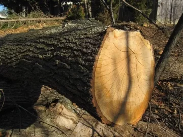 [Hearth.com] Another guess the wood.....