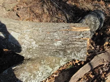 [Hearth.com] Another guess the wood.....