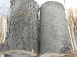 Poplar, Eastern Cottonwood? Tree ID