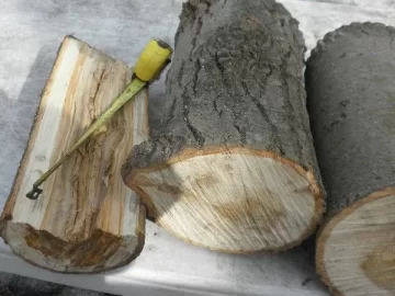 [Hearth.com] Poplar, Eastern Cottonwood? Tree ID