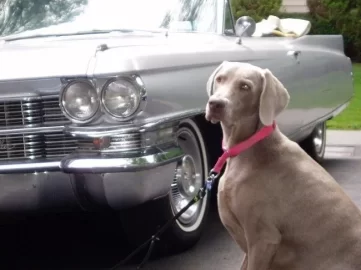 [Hearth.com] Post your dog pics!
