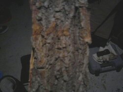 Poplar, Eastern Cottonwood? Tree ID