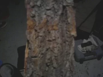 [Hearth.com] Poplar, Eastern Cottonwood? Tree ID