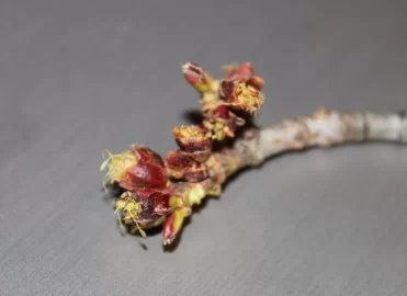 [Hearth.com] will this burn? aka "what is it?"
