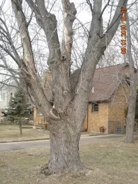 [Hearth.com] Goodbye yard tree, hello firewood. What a deal!