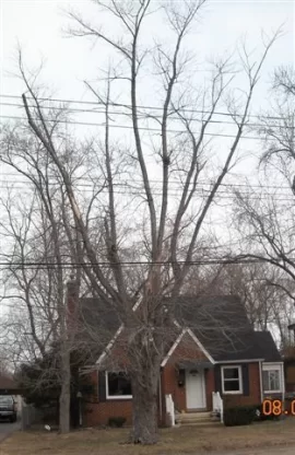 [Hearth.com] Goodbye yard tree, hello firewood. What a deal!