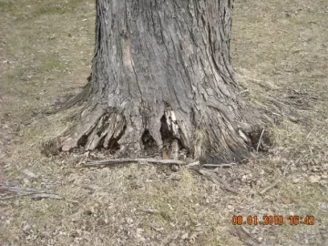 [Hearth.com] Goodbye yard tree, hello firewood. What a deal!